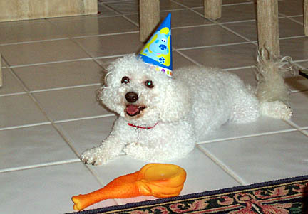 Senna, bichon frise, senna the bichon, senna, Senna, frise, dog, canine