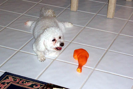 Senna, bichon frise, senna the bichon, senna, Senna, frise, dog, canine