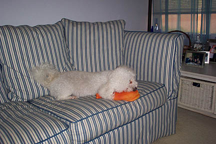 Senna, bichon frise, senna the bichon, senna, Senna, frise, dog, canine